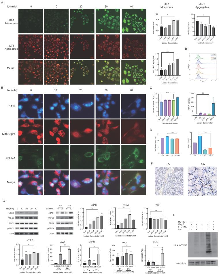 https://cdn.ncbi.nlm.nih.gov/pmc/blobs/80f1/10542019/994104873535/ijmsv20p1256g003.jpg