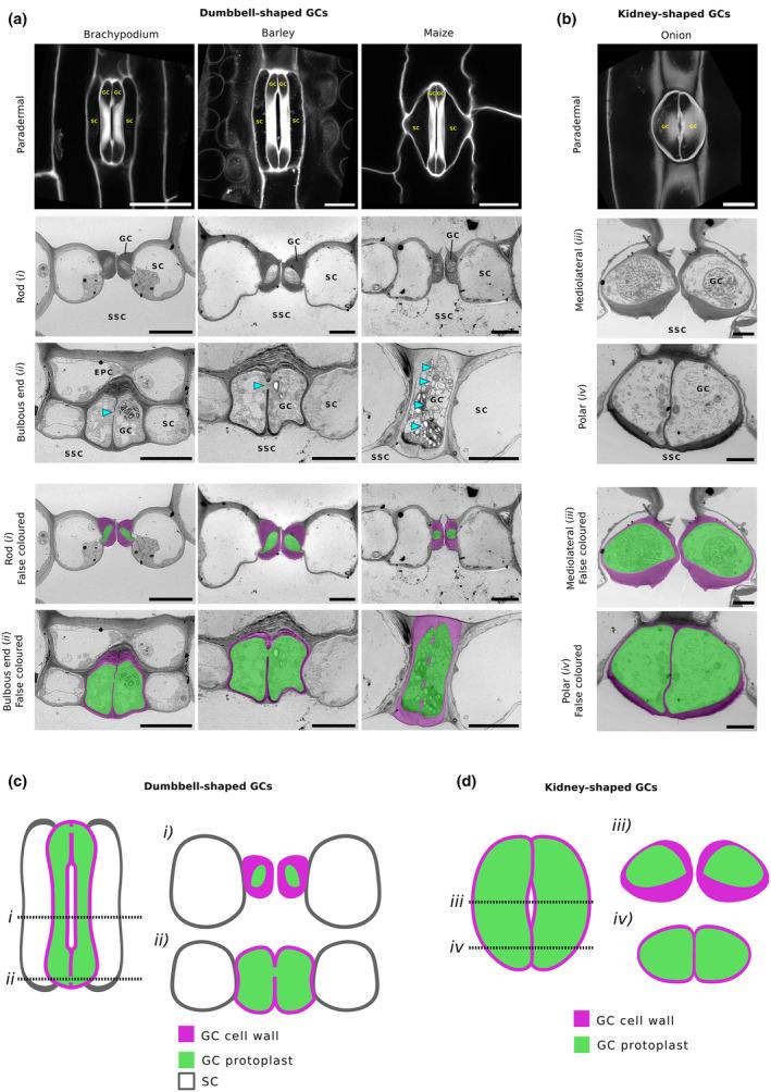 https://cdn.ncbi.nlm.nih.gov/pmc/blobs/80f4/11883054/8be57e7e85fe/NPH-246-192-g001.jpg