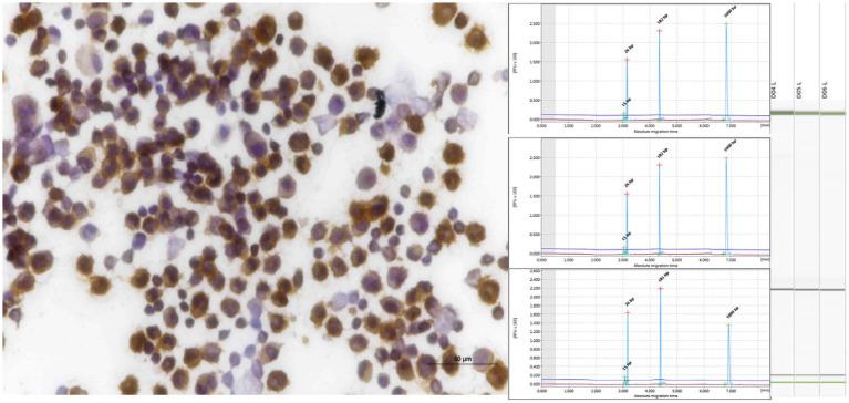 https://cdn.ncbi.nlm.nih.gov/pmc/blobs/80fa/11392920/0d198cbe04cd/fvets-11-1439068-g005.jpg