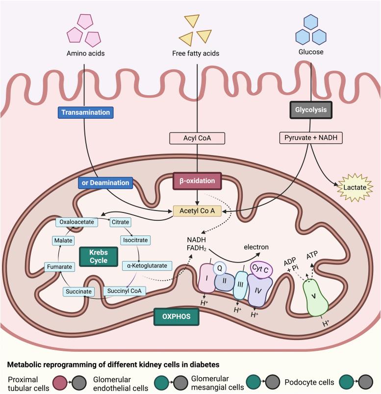 https://cdn.ncbi.nlm.nih.gov/pmc/blobs/80fb/11652104/f411e2eab044/gr1.jpg
