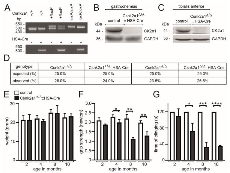 https://cdn.ncbi.nlm.nih.gov/pmc/blobs/80fb/9776919/7aded62c85c0/cells-11-03962-g001.jpg