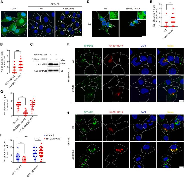 https://cdn.ncbi.nlm.nih.gov/pmc/blobs/8101/10552648/076c81a4827e/gr4.jpg
