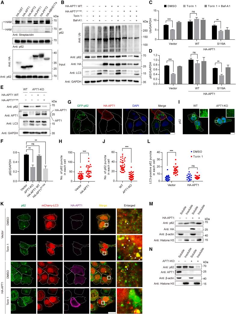https://cdn.ncbi.nlm.nih.gov/pmc/blobs/8101/10552648/ab208867e8c8/gr7.jpg