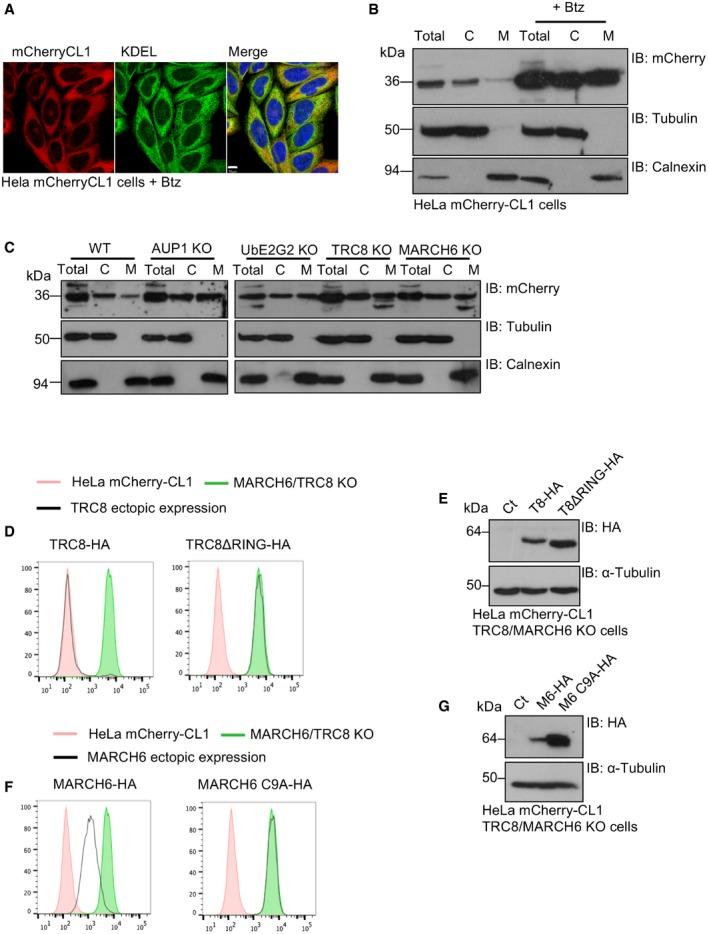 https://cdn.ncbi.nlm.nih.gov/pmc/blobs/8105/5934766/c9a5fc6d96ce/EMBR-19-e45603-g004.jpg