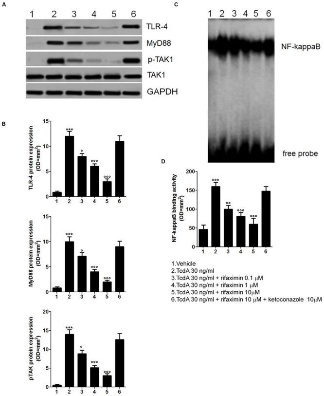 https://cdn.ncbi.nlm.nih.gov/pmc/blobs/8106/4860461/1906982684ff/fphar-07-00120-g002.jpg