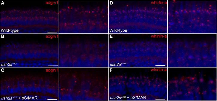 https://cdn.ncbi.nlm.nih.gov/pmc/blobs/810c/10491995/68c1236747ba/gr6.jpg