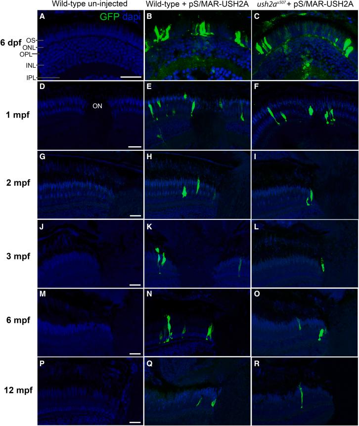 https://cdn.ncbi.nlm.nih.gov/pmc/blobs/810c/10491995/f0bad5fea57d/gr5.jpg