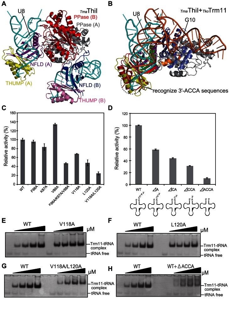 https://cdn.ncbi.nlm.nih.gov/pmc/blobs/810d/5291279/20814a9638eb/gkw561fig6.jpg