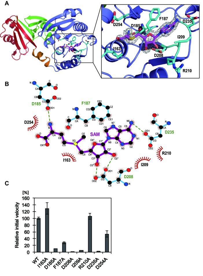 https://cdn.ncbi.nlm.nih.gov/pmc/blobs/810d/5291279/e6a0b1702129/gkw561fig3.jpg