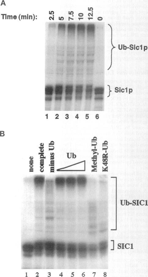 https://cdn.ncbi.nlm.nih.gov/pmc/blobs/8117/276167/6e690fb288db/mbc00007-0044-a.jpg