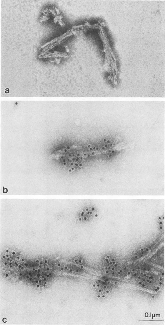 https://cdn.ncbi.nlm.nih.gov/pmc/blobs/8119/255197/269e07605f15/jvirol00092-0061-a.jpg