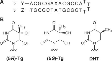 https://cdn.ncbi.nlm.nih.gov/pmc/blobs/811c/2853145/a294ae8aad69/gkq022f2.jpg