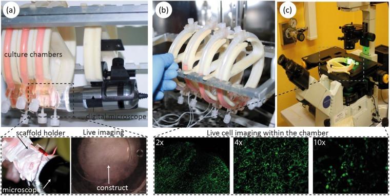 https://cdn.ncbi.nlm.nih.gov/pmc/blobs/811c/6240103/322dbf5092d1/41598_2018_35019_Fig4_HTML.jpg