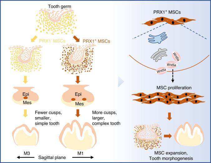https://cdn.ncbi.nlm.nih.gov/pmc/blobs/811d/10874978/3964844fbdac/41368_2024_277_Fig9_HTML.jpg
