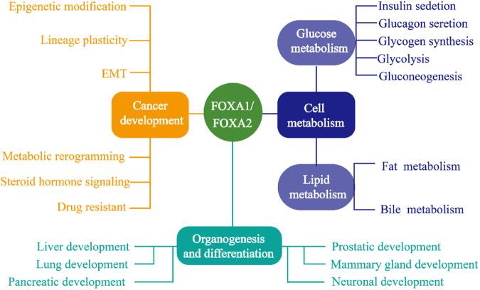https://cdn.ncbi.nlm.nih.gov/pmc/blobs/8122/11009302/8117bb01d7a6/41420_2024_1936_Fig1_HTML.jpg