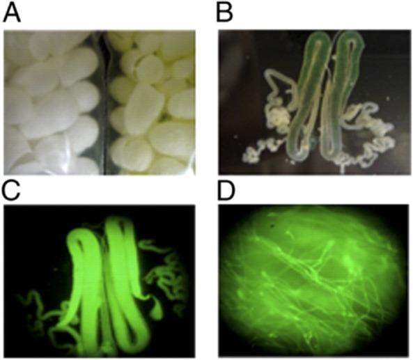 https://cdn.ncbi.nlm.nih.gov/pmc/blobs/8124/3815932/9f18c2844ab4/mbt0006-0651-f5.jpg