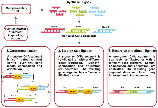 https://cdn.ncbi.nlm.nih.gov/pmc/blobs/8124/3815932/d8efc017242f/mbt0006-0651-f3.jpg