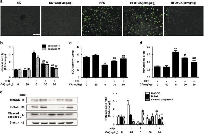 https://cdn.ncbi.nlm.nih.gov/pmc/blobs/8127/4650741/6e922437669b/cddis2015196f5.jpg