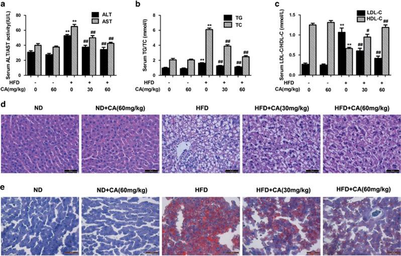 https://cdn.ncbi.nlm.nih.gov/pmc/blobs/8127/4650741/d1cb208fac1b/cddis2015196f1.jpg