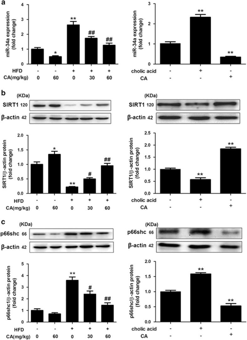 https://cdn.ncbi.nlm.nih.gov/pmc/blobs/8127/4650741/e9c031d7b2a2/cddis2015196f2.jpg