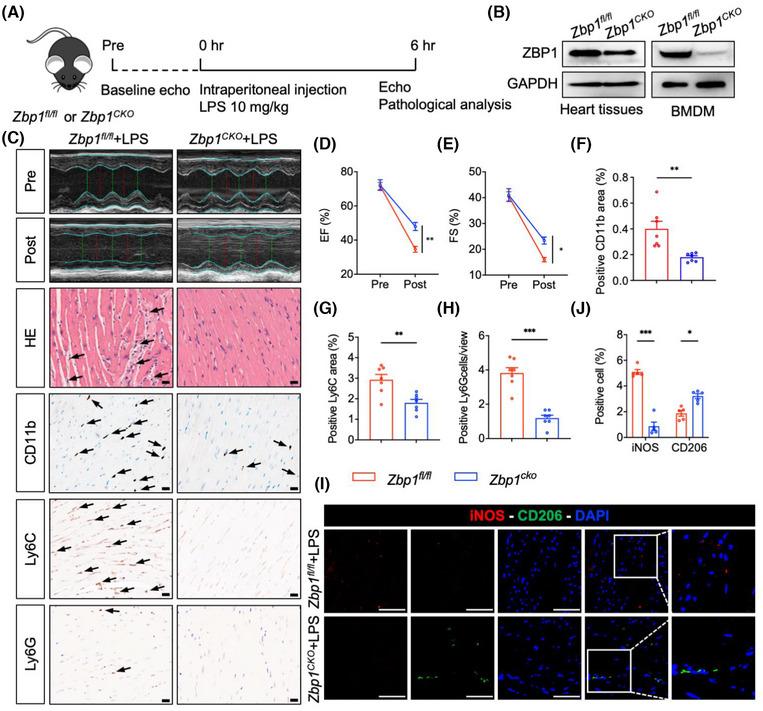 https://cdn.ncbi.nlm.nih.gov/pmc/blobs/8129/12034574/80f481a33594/CTM2-15-e70315-g008.jpg