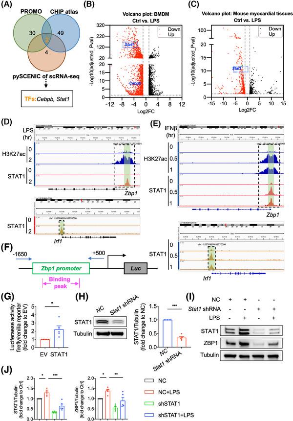 https://cdn.ncbi.nlm.nih.gov/pmc/blobs/8129/12034574/95aa0a4eb927/CTM2-15-e70315-g007.jpg