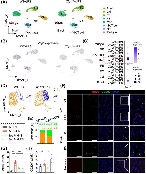 https://cdn.ncbi.nlm.nih.gov/pmc/blobs/8129/12034574/fec226362e52/CTM2-15-e70315-g005.jpg