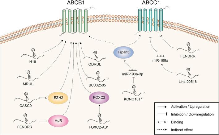 https://cdn.ncbi.nlm.nih.gov/pmc/blobs/812a/10540237/4645ff2c0169/fphar-14-1243934-g002.jpg