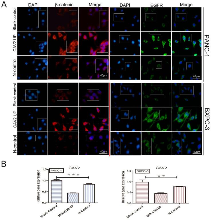 https://cdn.ncbi.nlm.nih.gov/pmc/blobs/812a/9066196/885e292989d8/jcav13p2200g005.jpg
