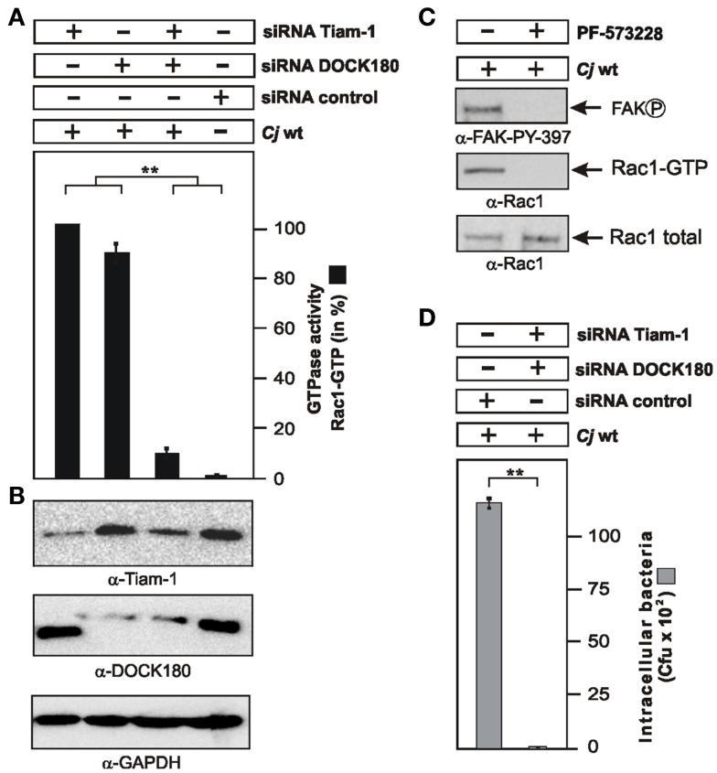 https://cdn.ncbi.nlm.nih.gov/pmc/blobs/8133/3417370/de958521e91c/fcimb-01-00017-g006.jpg