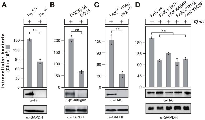 https://cdn.ncbi.nlm.nih.gov/pmc/blobs/8133/3417370/f03d2cbd328c/fcimb-01-00017-g002.jpg
