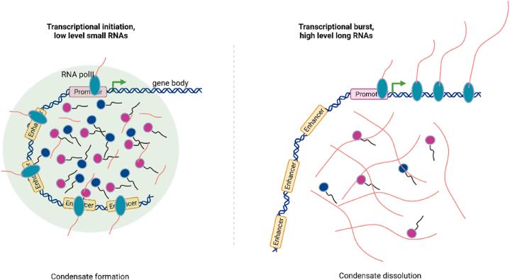 https://cdn.ncbi.nlm.nih.gov/pmc/blobs/8137/11279762/1e77b45bc554/gr2.jpg