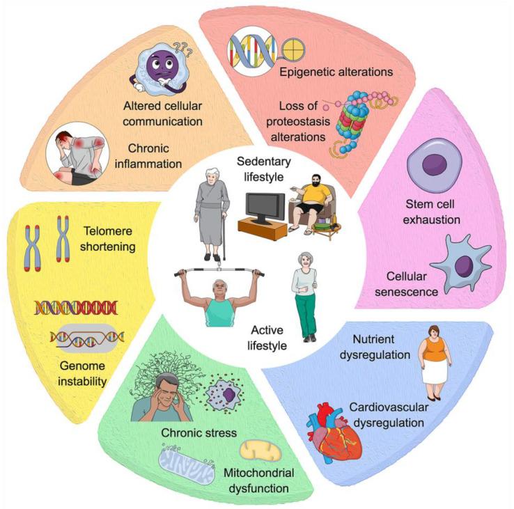 https://cdn.ncbi.nlm.nih.gov/pmc/blobs/8144/11476792/7cea7912ba32/ijms-25-10757-g002.jpg