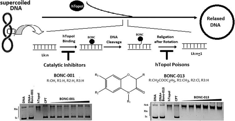 https://cdn.ncbi.nlm.nih.gov/pmc/blobs/8144/7214584/0771a1e0e436/40199_2019_315_Figa_HTML.jpg