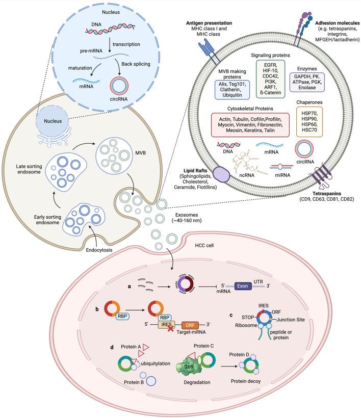 https://cdn.ncbi.nlm.nih.gov/pmc/blobs/8146/11496148/54c4548ada9b/fphar-15-1466424-g001.jpg