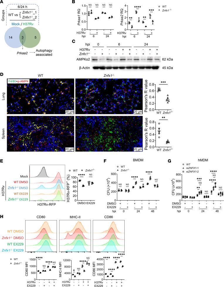 https://cdn.ncbi.nlm.nih.gov/pmc/blobs/8148/10906457/35e51763e257/jciinsight-9-171850-g079.jpg