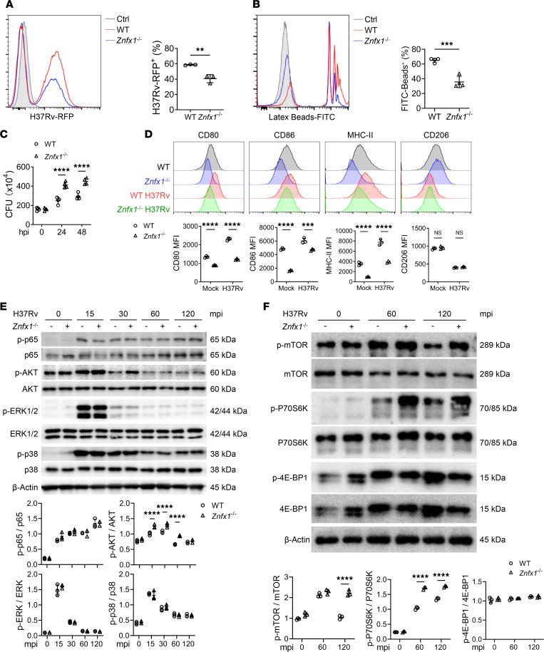 https://cdn.ncbi.nlm.nih.gov/pmc/blobs/8148/10906457/b04c01e67a91/jciinsight-9-171850-g077.jpg