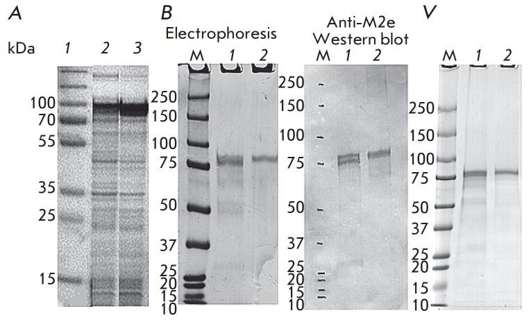 https://cdn.ncbi.nlm.nih.gov/pmc/blobs/8148/5916737/7e3b1ae53da2/AN20758251-10-01-085-g005.jpg