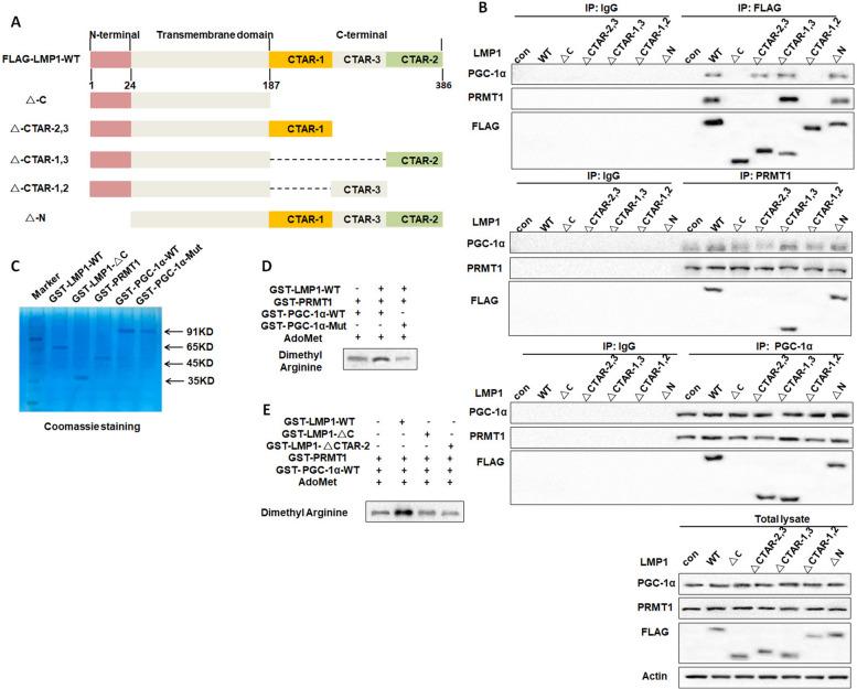 https://cdn.ncbi.nlm.nih.gov/pmc/blobs/814b/10559433/1d7ca403cf37/13046_2023_2835_Fig4_HTML.jpg