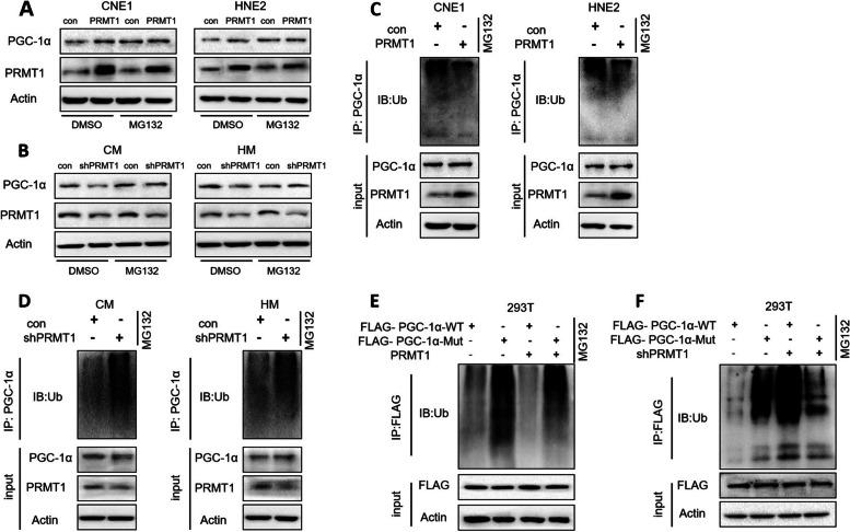 https://cdn.ncbi.nlm.nih.gov/pmc/blobs/814b/10559433/fcafc7a5e239/13046_2023_2835_Fig5_HTML.jpg