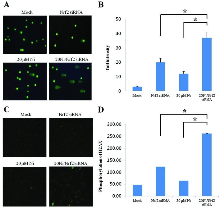 https://cdn.ncbi.nlm.nih.gov/pmc/blobs/814b/3583472/f4070e88aae2/OR-28-06-1959-g01.jpg