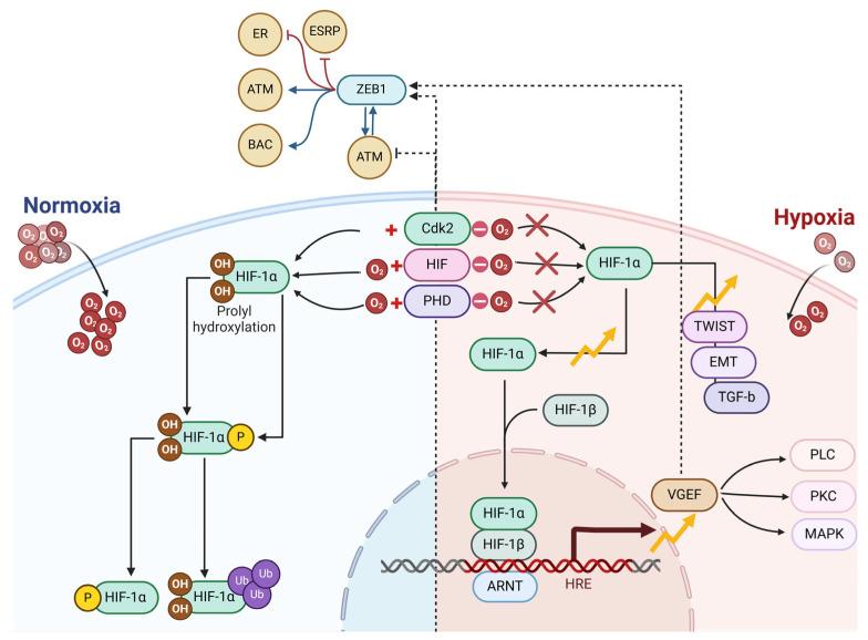 https://cdn.ncbi.nlm.nih.gov/pmc/blobs/814e/12153797/4cda729c6e49/cells-14-00811-g002.jpg