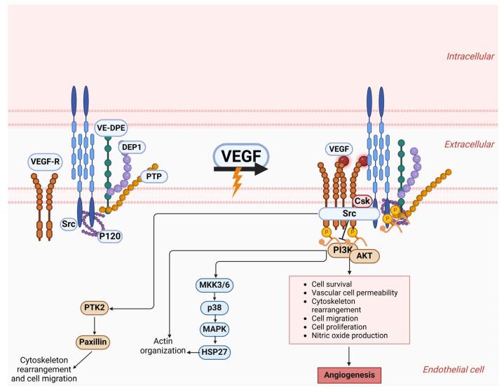 https://cdn.ncbi.nlm.nih.gov/pmc/blobs/814e/12153797/5d3156d9345f/cells-14-00811-g001.jpg