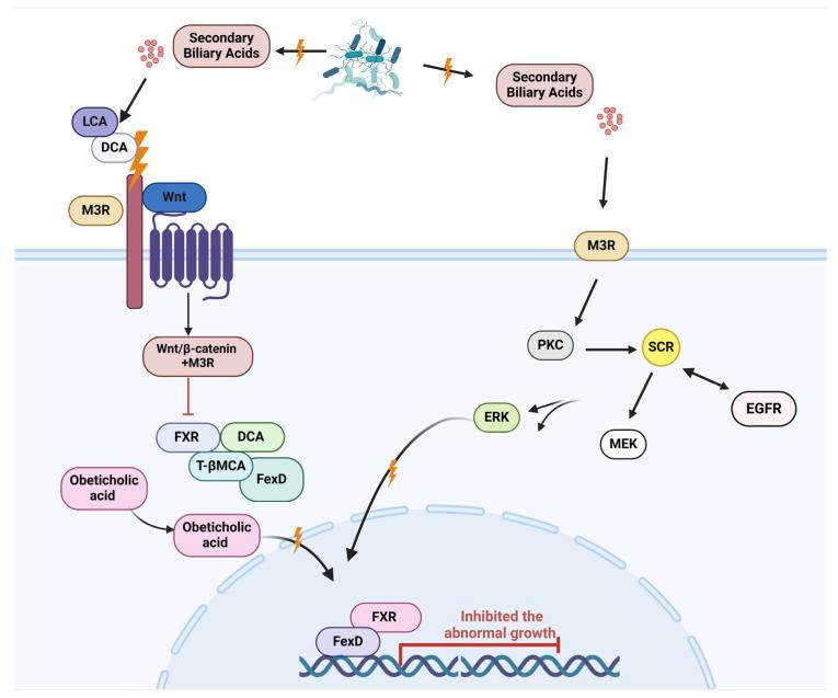 https://cdn.ncbi.nlm.nih.gov/pmc/blobs/814e/12153797/a319df104fe2/cells-14-00811-g005.jpg