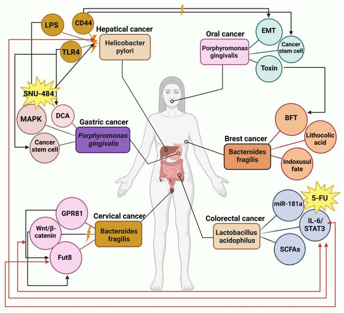 https://cdn.ncbi.nlm.nih.gov/pmc/blobs/814e/12153797/e7fcfbc5fa94/cells-14-00811-g003.jpg