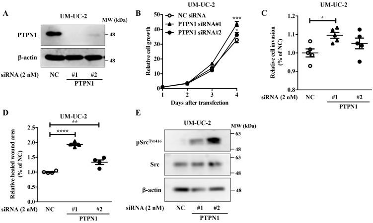 https://cdn.ncbi.nlm.nih.gov/pmc/blobs/8152/8124864/1bfa63f09ea8/ijms-22-04751-g004.jpg