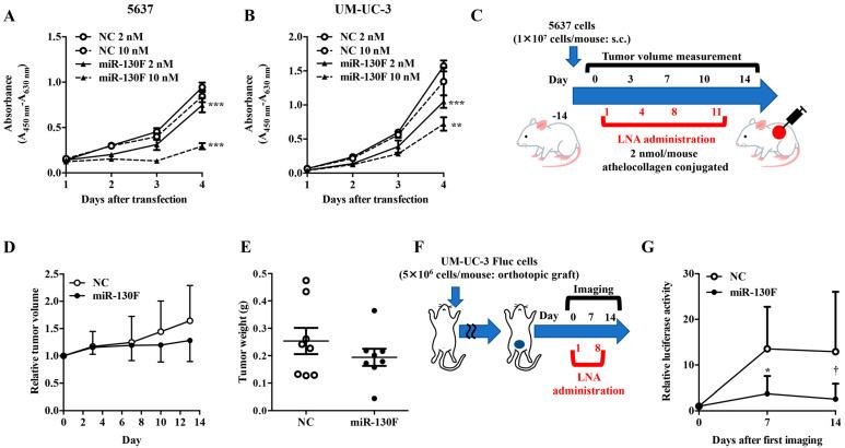 https://cdn.ncbi.nlm.nih.gov/pmc/blobs/8152/8124864/1cf39a497767/ijms-22-04751-g001.jpg