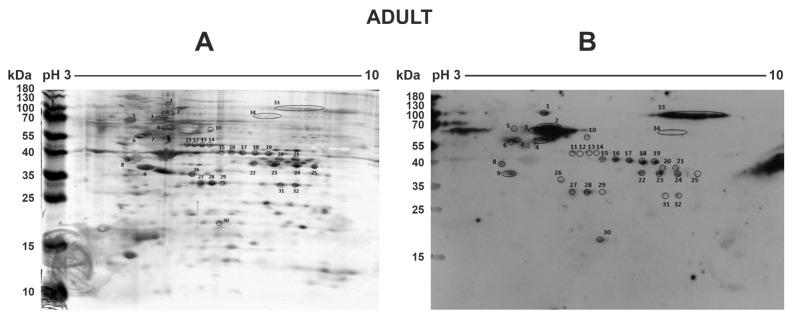 https://cdn.ncbi.nlm.nih.gov/pmc/blobs/8154/7914743/40ce7d97c300/pathogens-10-00174-g003.jpg
