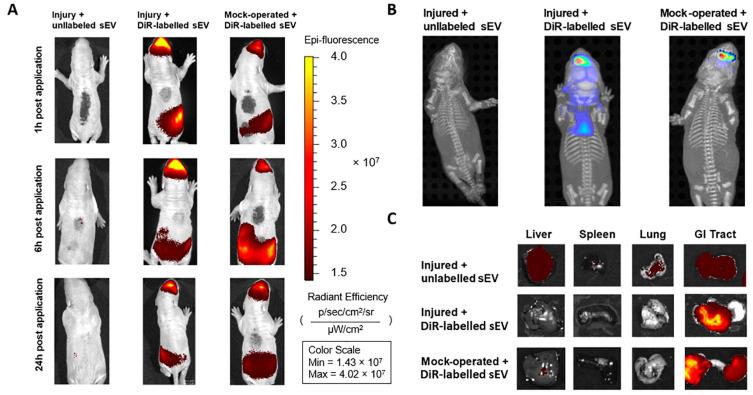 https://cdn.ncbi.nlm.nih.gov/pmc/blobs/8157/10969443/2df156383472/cells-13-00543-g002.jpg