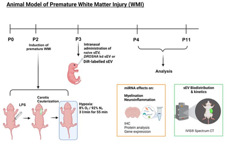 https://cdn.ncbi.nlm.nih.gov/pmc/blobs/8157/10969443/3271f2ce8d20/cells-13-00543-g001.jpg